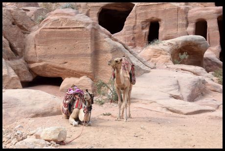 Camels and Cave in Petra