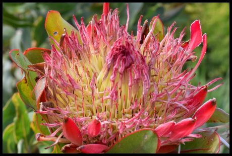 Broad Leaf Protea