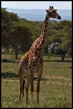 Giraffe