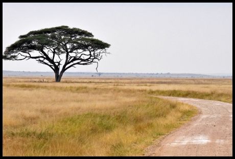 Amboseli Landscape