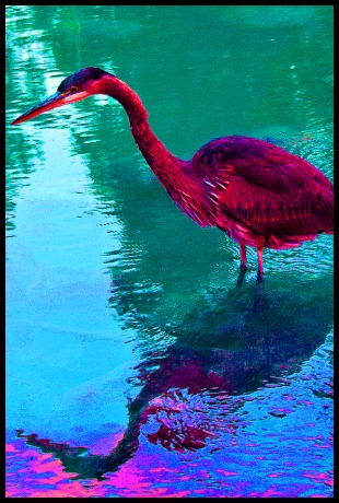 Red Bird