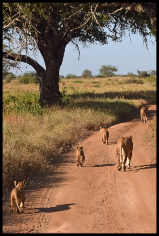 Lioness and Cubs in Taica Hills